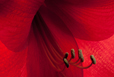 Amaryllis